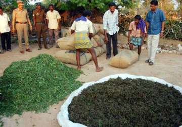 2.3 tonnes of ganja seized along bangla border