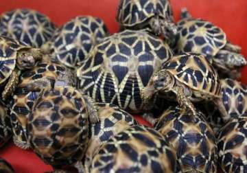 952 tortoises seized from near bangladesh border