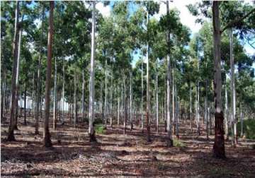 42 woodcutters from tn held for cutting red sandalwood in ap