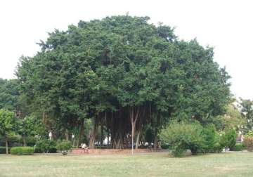 500 year old banyan tree gets tourist spot status in odisha