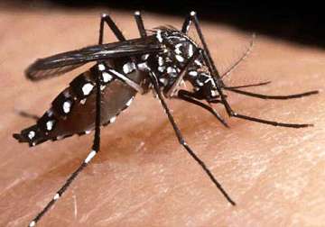 41 year old man latest dengue victim cases over 4000