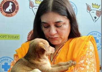at a glance maneka gandhi from a charming model to union minister of india
