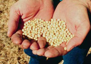 gm seeds modi government may opt for scientific trial