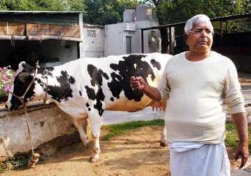 lalu s beef remark may prove costly for the grand alliance