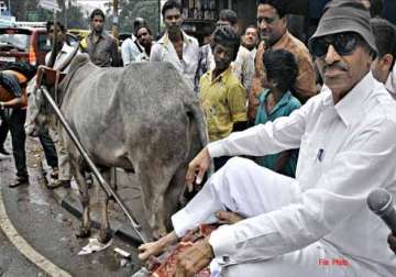karnataka politician honours donkeys for hard work