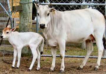cow and calf new residents of goa raj bhavan