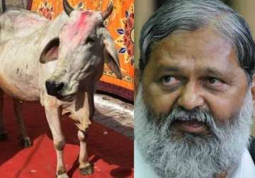should cow replace tiger as national animal haryana minister launches online poll