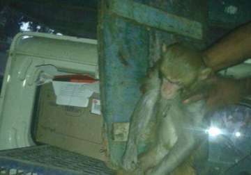 notorious monkey which injured four on polling booth in bihar captured