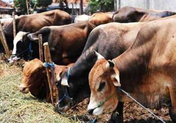 samajwadi party mp munavvar saleem demands nationwide ban on cow slaughter