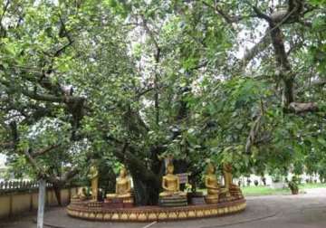 modi to plant sapling of bodhi tree in nepal