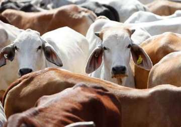 haryana assembly passes bill banning cow slaughter beef sale