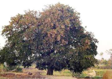 this tamarind tree brings luck for candidates