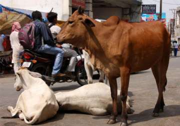 up government not protecting cows being slaughtered alleges bjp mp