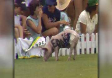 cricket fan to be counseled over pig smuggling