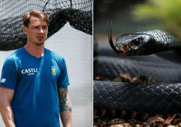 dale steyn s close call with deadly black mamba