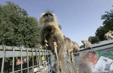 stray monkey enters games village despite heavy security