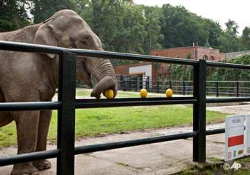elephant says poland to win euro 2012 first game