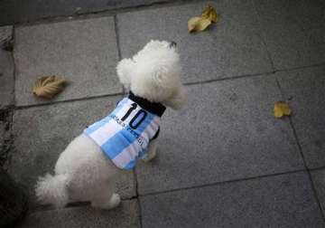 fifa world cup in argentina even dogs get snazzy for world cup
