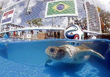 fifa world cup brazil s animal oracle predicts home win