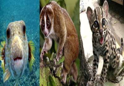 World\'s 15 living beings which look attractive but may kill ...