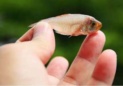 India's first fish hospital to come up in Kolkata – India TV