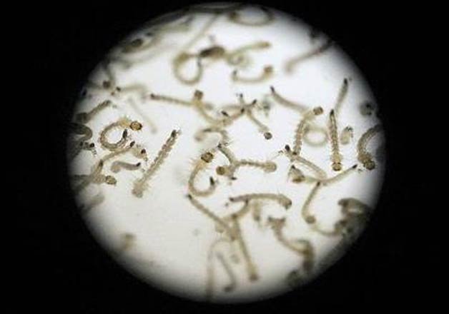world bank pledges 150 mn for fight against zika