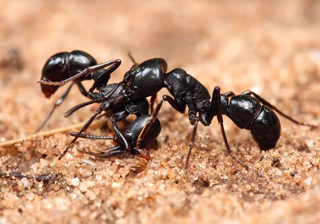 Ants' chemical improves cancer drug by 50 times|India TV News ...