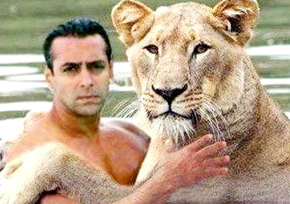 salman khan pets tiger lifestyle news india tv salman khan pets tiger lifestyle