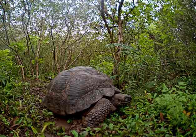 207 giant turtles to be released in the galapagos