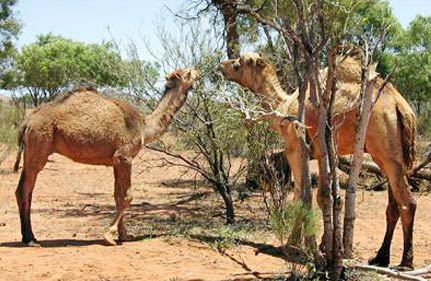 Don T Cull Camels Give Us Saudi Tells Australia World News India Tv