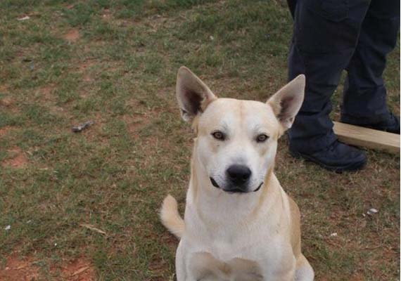 man s own dog helps police bust him on drug charge