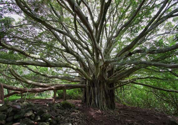 know about 10 trees associated with mythology