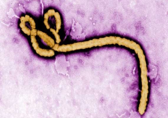 ebola cases exceed 10 000 who