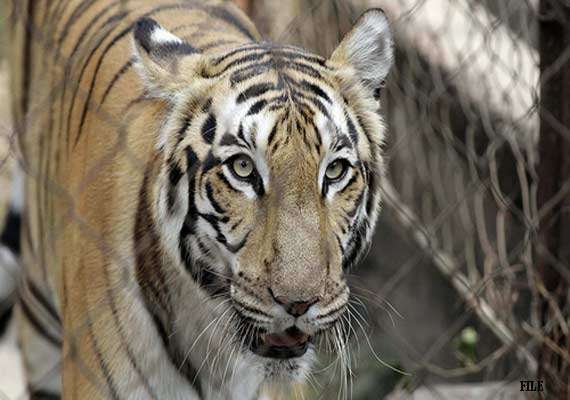 Indian tiger captured in Pakistan | World News – India TV