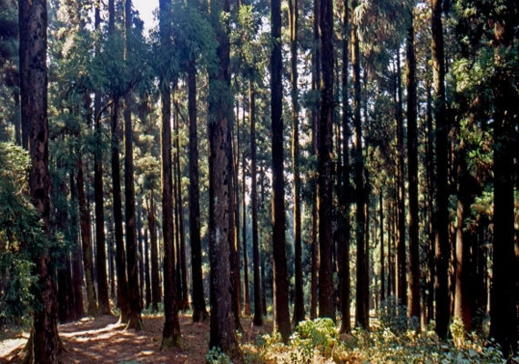 dow hill of kurseong one of india s most haunted places