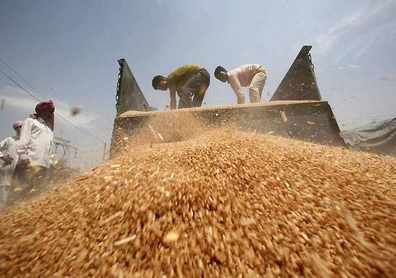 delhi assembly polls sheila begins distributing grains