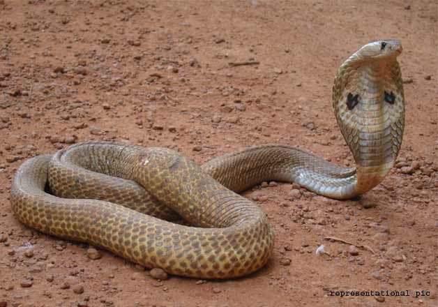 Cobra found in Mumbai Sion apartment balcony | India News – India TV