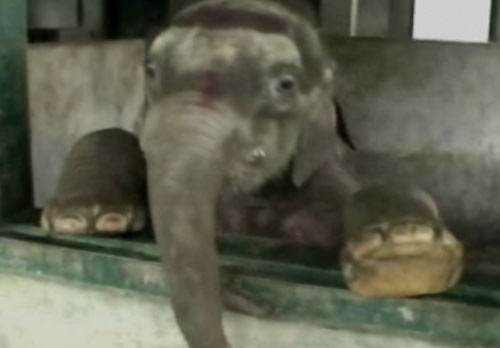 elephant calf worshipped as ganesha discarded by own herd