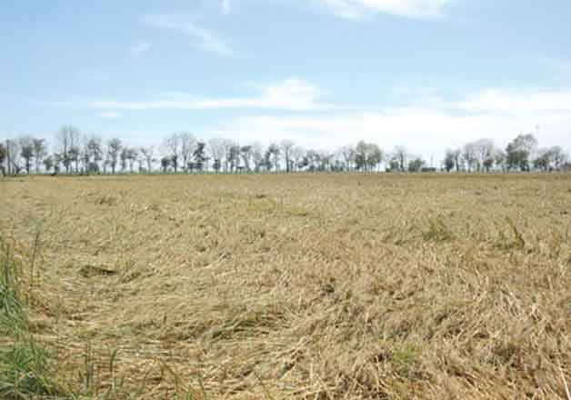 wheat crop hit by hailstorm in punjab