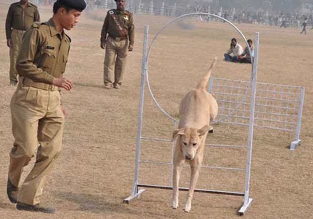 police dog crushed to death by truck in bihar 5 policemen