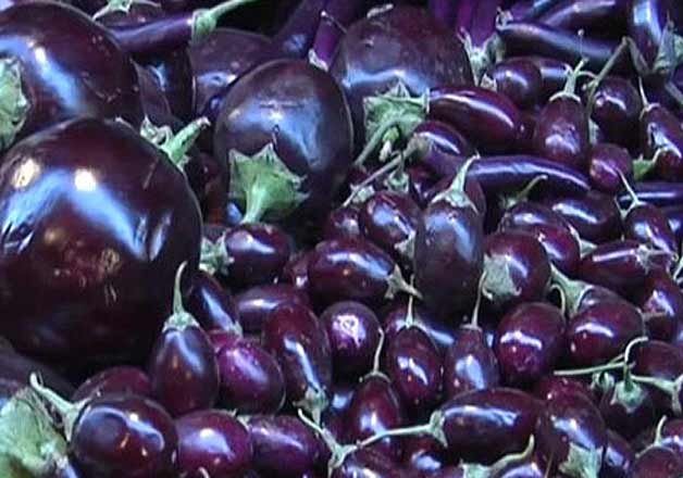 maharashtra gives nod for field trial of 5 genetically