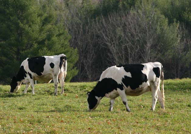 the british origin of cow slaughter in india