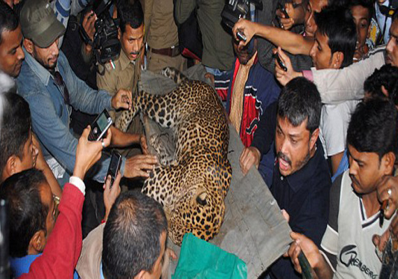 Stray Leopard Caught In Guwahati, One Injured | India News – India TV