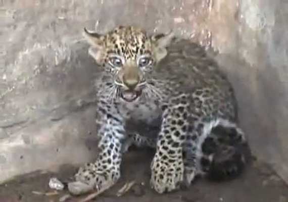 6 month old leopard cub rescued by uttarakhand forest