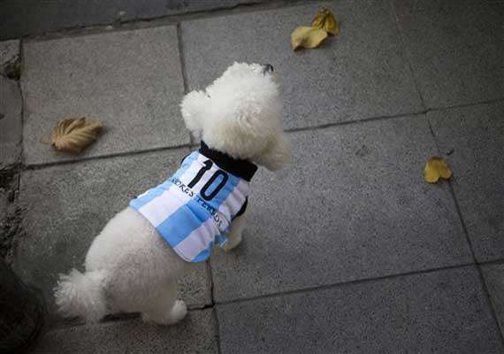 messi dog jersey