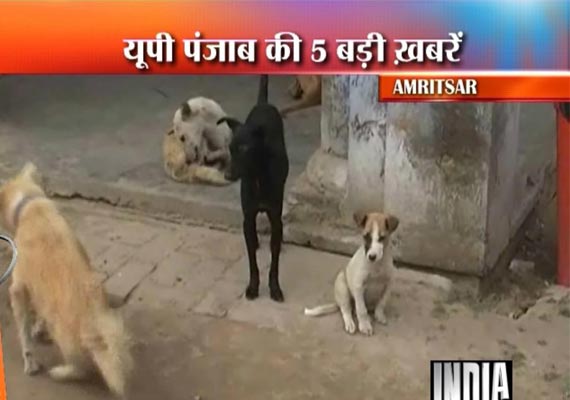 Amritsar girl fights for life as stray dogs bite her savagely | India News  – India TV