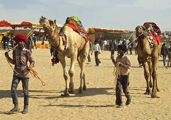 Camel to become Rajasthan's state animal | India News – India TV Camel to become Rajasthan's state animal | India News – India TV