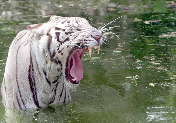 Delhi zoo authorities brace up to beat the heat | India News – India TV