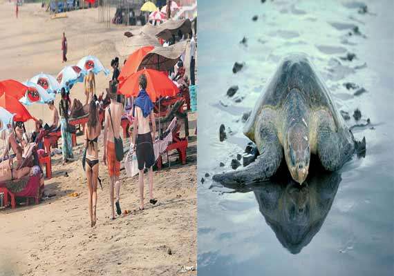 Increase in tourists bad for Olive Ridley: Goa minister | India News –  India TV