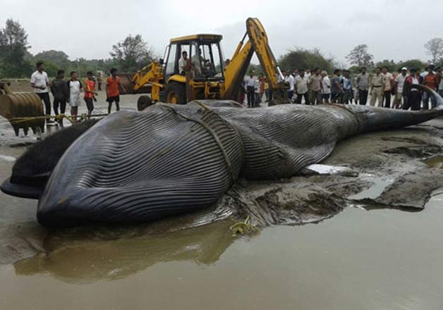 Blue whale dies on Mumbai shore-IndiaTV News | India News – India TV